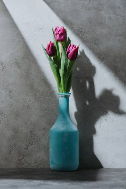 Mor bahar Lale çiçek gölge ile beton yüzeyinde mavi vazosu