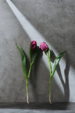 gölgeli gri yüzeyi iki mor bahar laleler