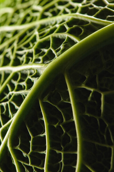 close-up view of texture of green fresh savoy cabbage leaf