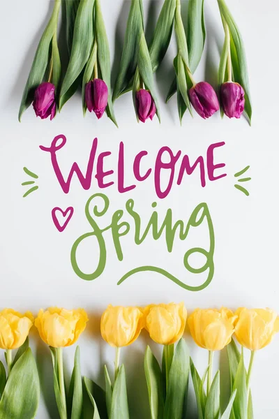 Vue Dessus Des Tulipes Jaunes Violettes Inscription Bienvenue Spring — Photo