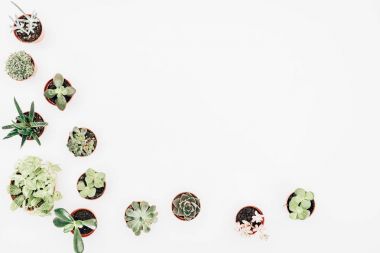 güzel yeşil houseplants tencere üzerinde beyaz izole Üstten Görünüm 
