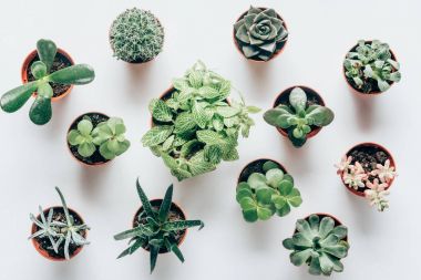 Tencere çeşitli yeşil succulents üstten görünüm beyaz