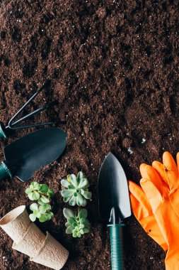 top view of green plants, gardening tools, flower pots and rubber gloves on soil  clipart