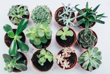 Grey tencere güzel yeşil succulents bitkilerin Üstten Görünüm