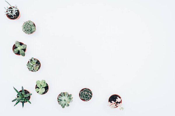 top view of beautiful various green houseplants in pots isolated on white 