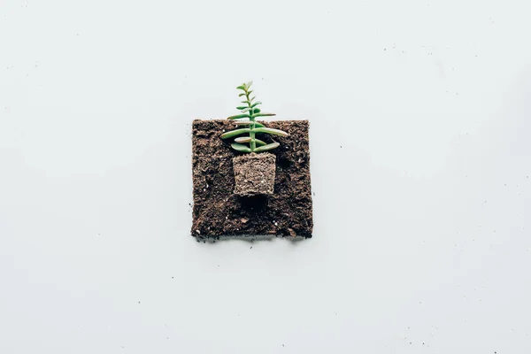 Top View Beautiful Green Plant Soil Grey — Stock Photo, Image