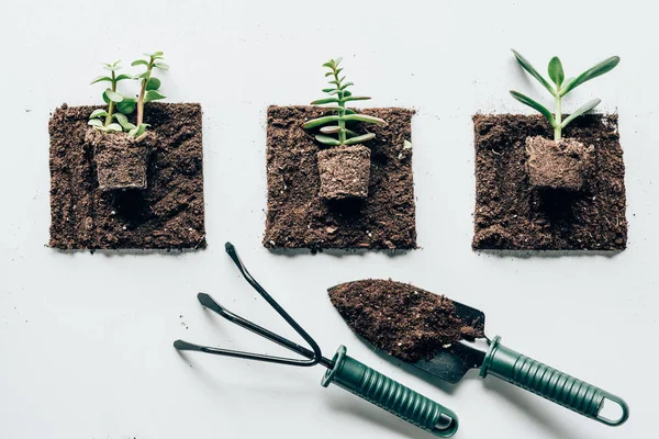 Bovenaanzicht Van Mooie Groene Planten Grond Tuingereedschap Grijs — Stockfoto