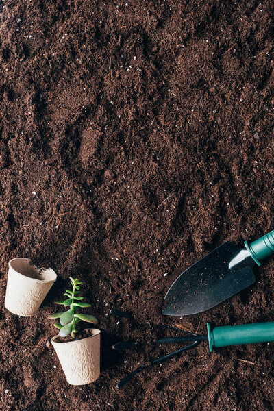 top view of gardening tools, green plant and flower pots on soil 