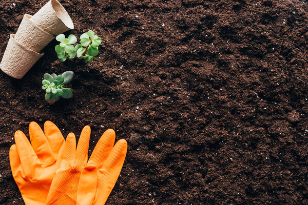 top view of green plants, empty flower pots and rubber gloves on soil
