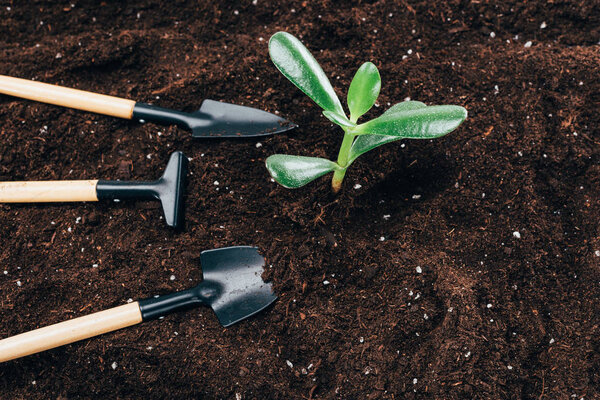 close-up view of beautiful green plants and gardening tools on soil