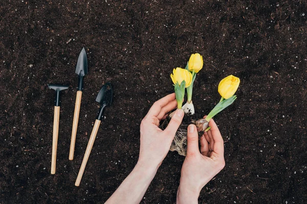 Visão Parcial Pessoa Plantando Belas Flores Verdes Solo Pequenas Ferramentas — Fotografia de Stock