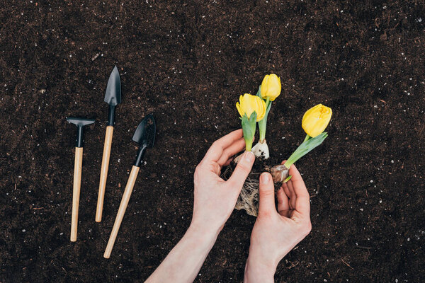 partial view of person planting beautiful green flowers in soil and small gardening tools on ground  