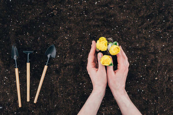 cropped shot of human hands planting beautiful green flowers in soil and small gardening tools on ground  
