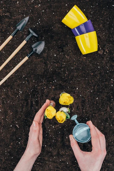 Recortado Tiro Persona Con Pequeño Regadío Puede Plantar Hermosas Flores — Foto de Stock