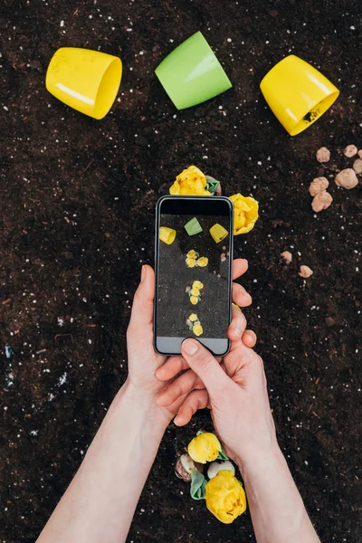 Cropped Shot Person Smartphone Photographing Beautiful Yellow Flowers Soil — Free Stock Photo