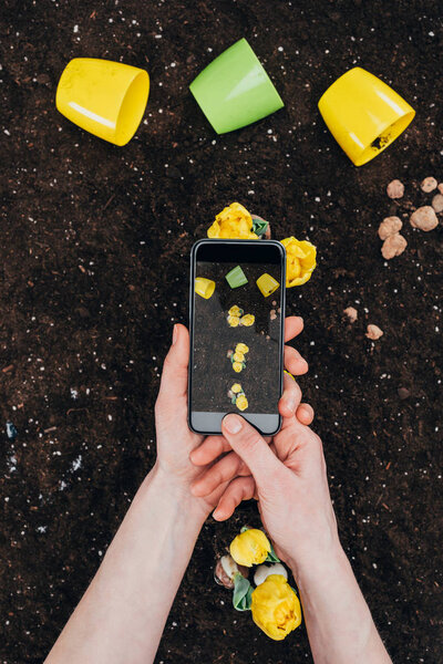 cropped shot of person with smartphone photographing beautiful yellow flowers in soil 