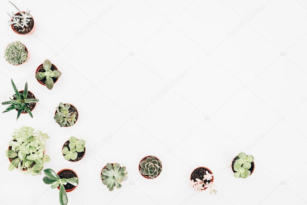 top view of beautiful green houseplants in pots isolated on white 