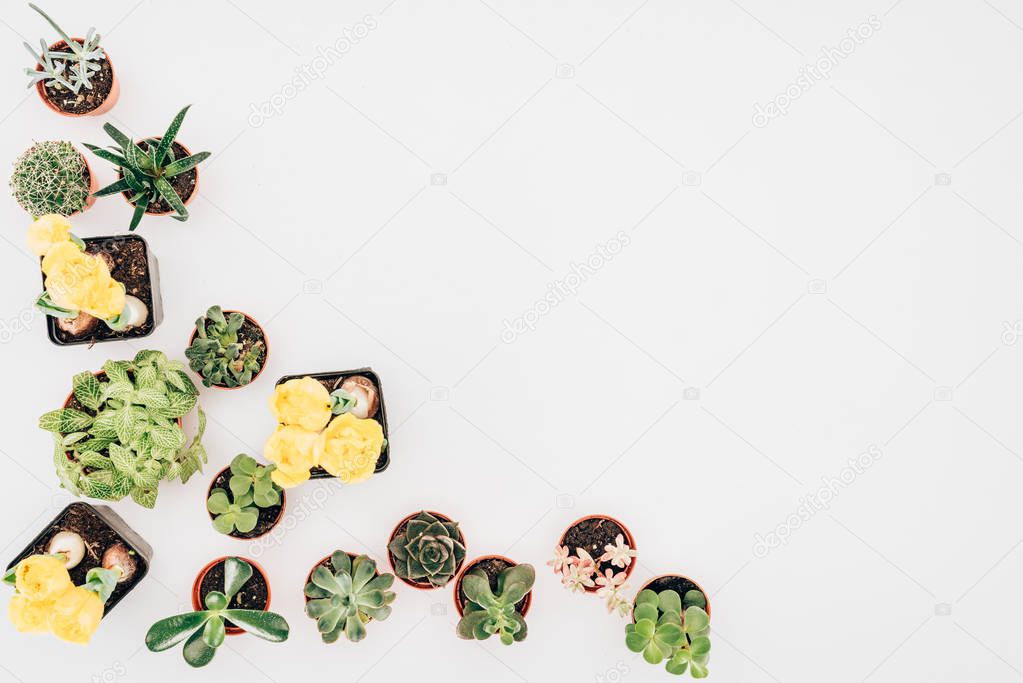 top view of beautiful green plants and yellow flowers in pots isolated on white 