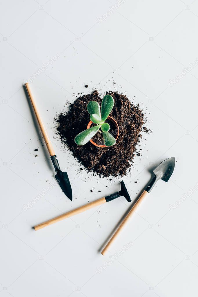 top view of beautiful green plant in pot, soil and gardening tools on grey