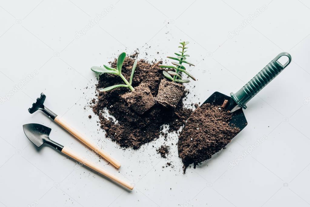 top view of green plants in ground, gardening tools and soil on grey