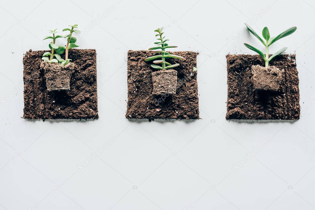 top view of beautiful green plants in ground on grey