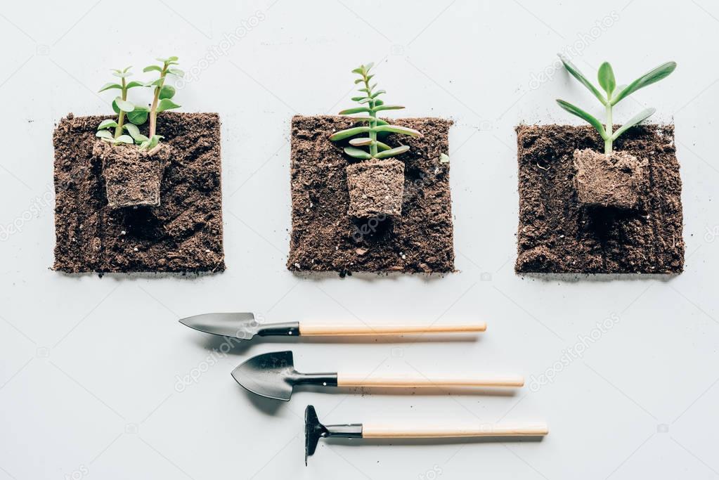 top view of beautiful green plants in soil and gardening tools on grey 