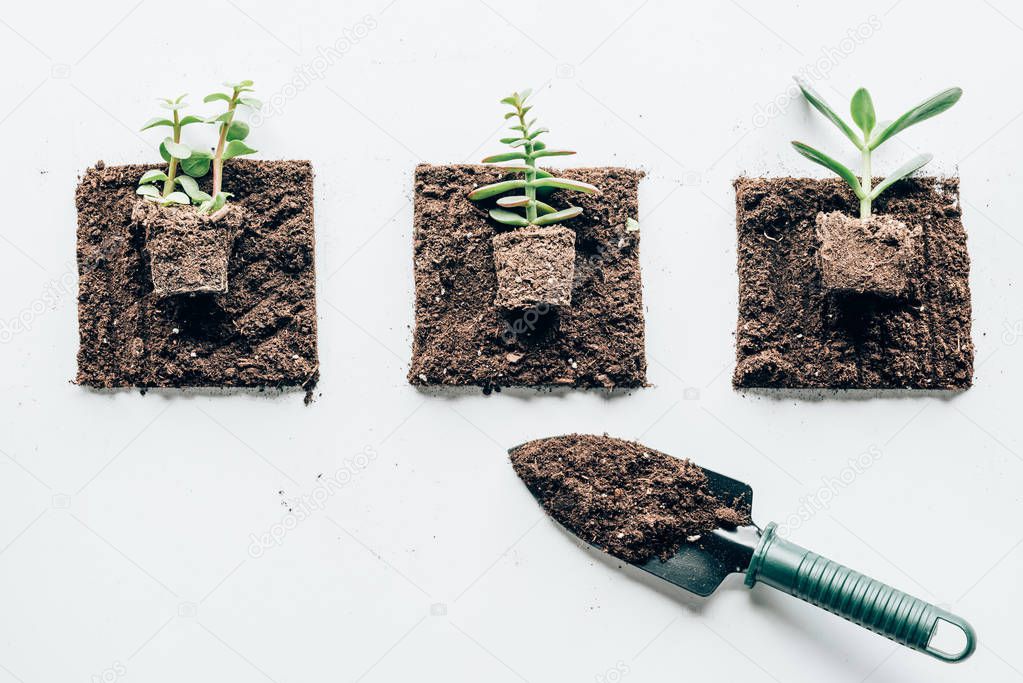 top view of beautiful green plants in ground and small shovel for gardening on grey