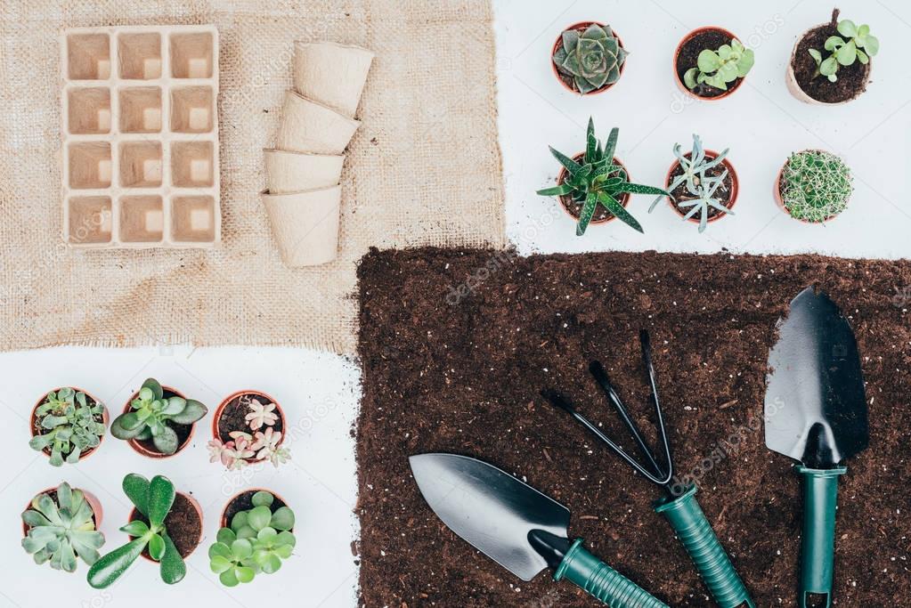 top view of green potted plants, empty pots, soil and gardening tools on grey  
