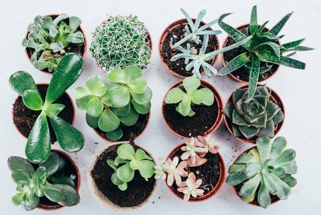 top view of beautiful green succulents plants in pots on grey