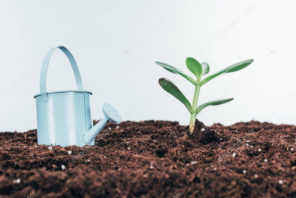 close-up view of green plants in soil and watering pot on grey