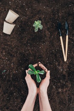 cropped shot of person holding beautiful green plant in soil 