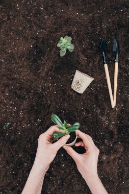 cropped shot of hands holding green plant and flower pot above ground with gardening tools  clipart