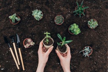 cropped shot of hands holding green potted plants above soil and gardening tools clipart