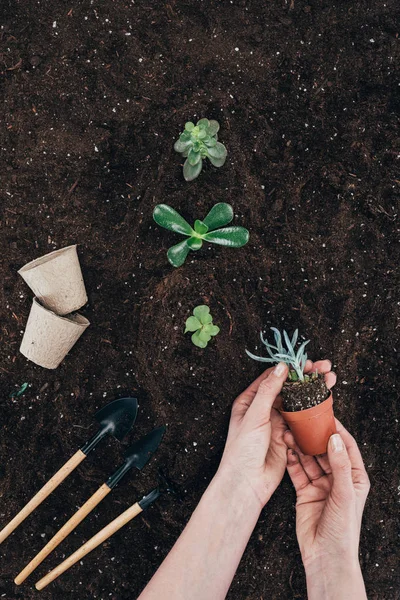 Bijgesneden Schot Van Persoon Die Pot Met Groene Plant Bodem — Stockfoto