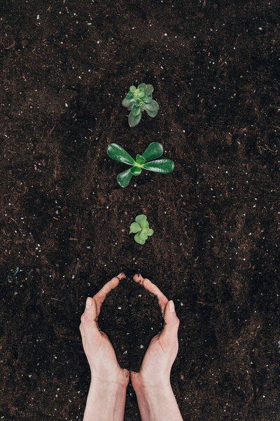 cropped shot of person holding soil and beautiful green plants growing in ground