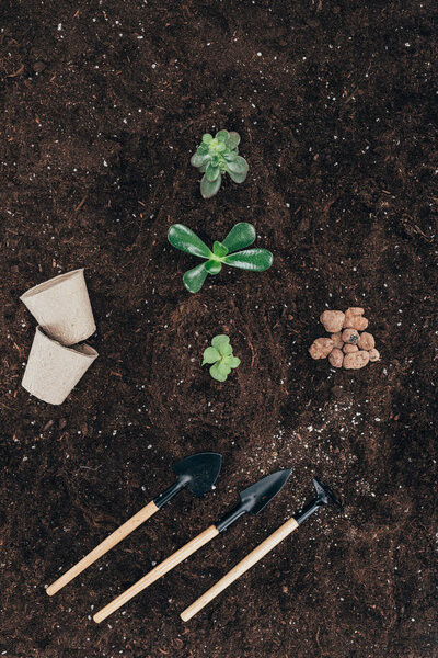 top view of beautiful green plants in soil, flower pots and gardening tools