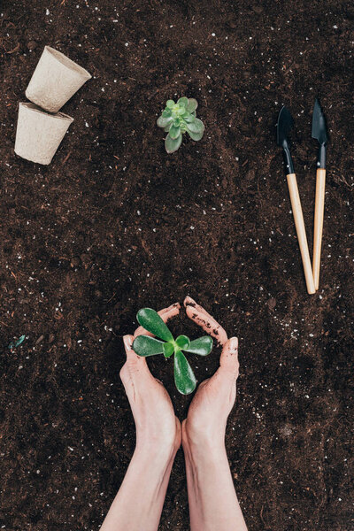 обрезанный снимок человека, держащего красивое зеленое растение в почве
 