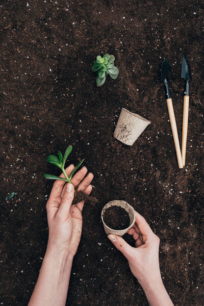 partial view of hands holding green plant and flower pot above ground with gardening tools 