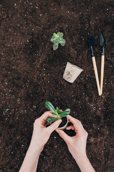 cropped shot of hands holding green plant and flower pot above ground with gardening tools 