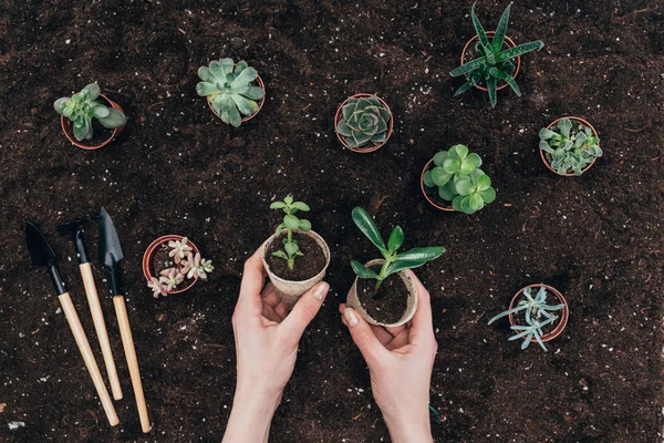 Bijgesneden Schot Van Handen Groene Potplanten Boven Bodem Houden Tuinieren — Stockfoto