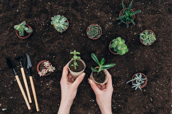 cropped shot of hands holding green potted plants above soil and gardening tools