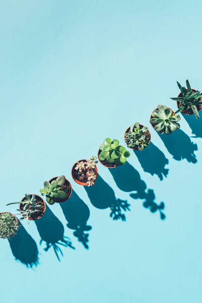 top view of arranged beautiful green houseplants in pots with shadows on blue