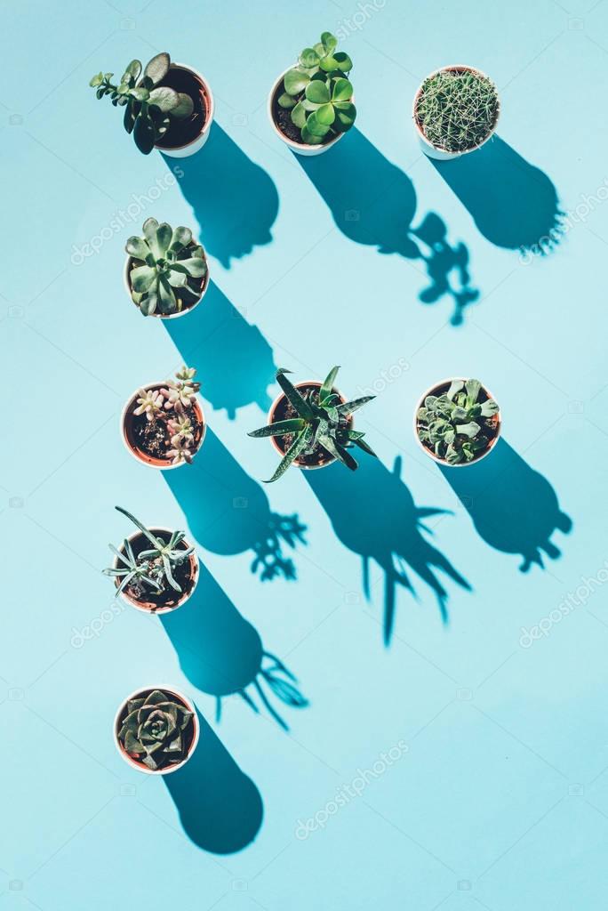 Top view of letter F made from green potted plants on blue