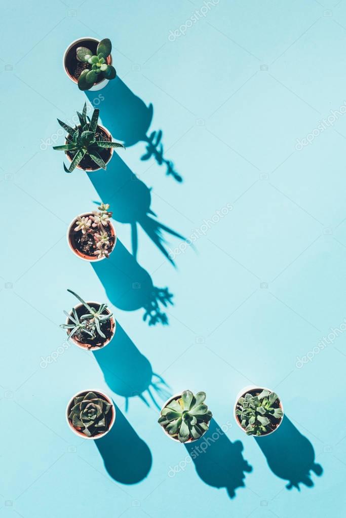 Top view of letter L made from green potted plants on blue