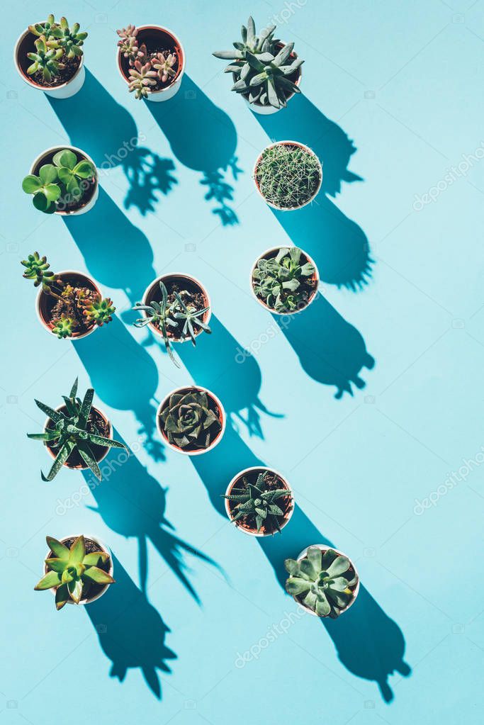 Top view of letter R made from green potted plants on blue