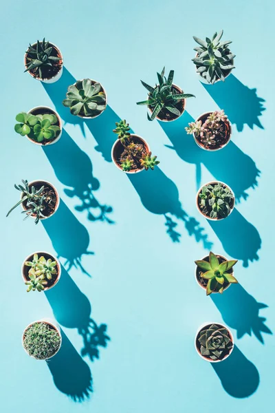 Top View Letter Made Green Potted Plants Blue — Stock Photo, Image