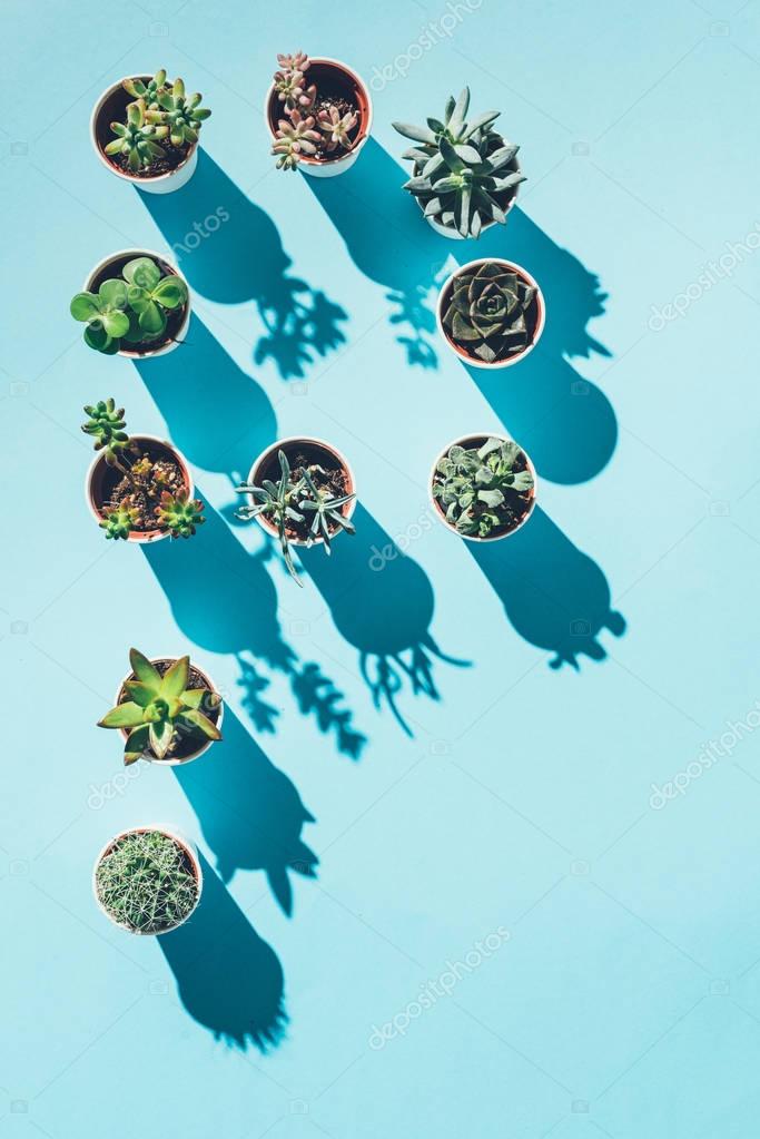 Top view of letter P made from green potted plants on blue