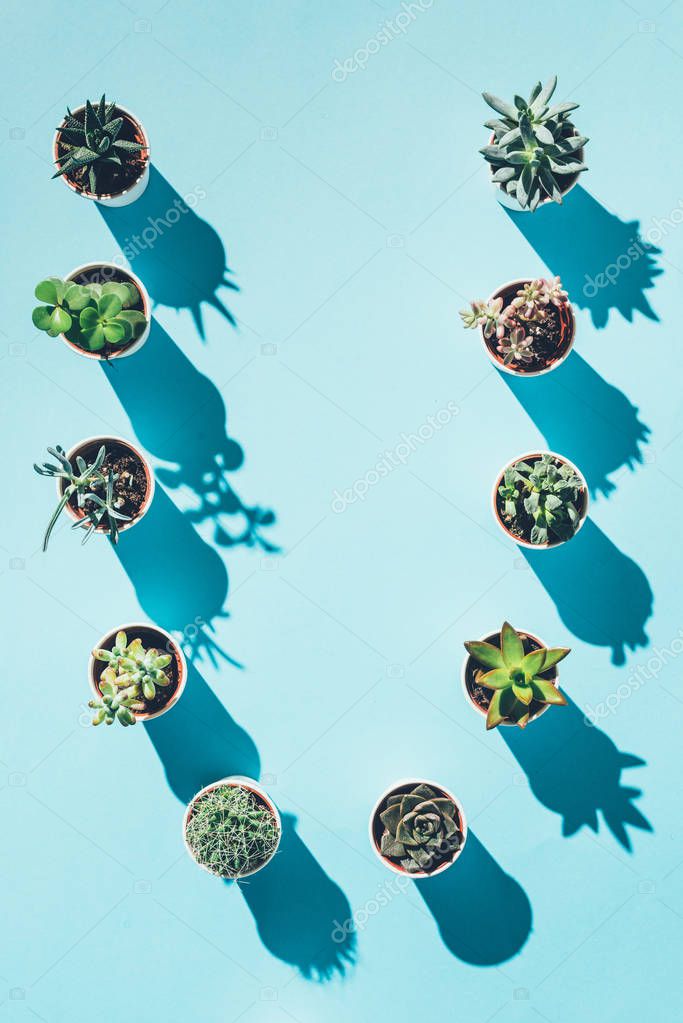 Top view of letter U made from green potted plants on blue