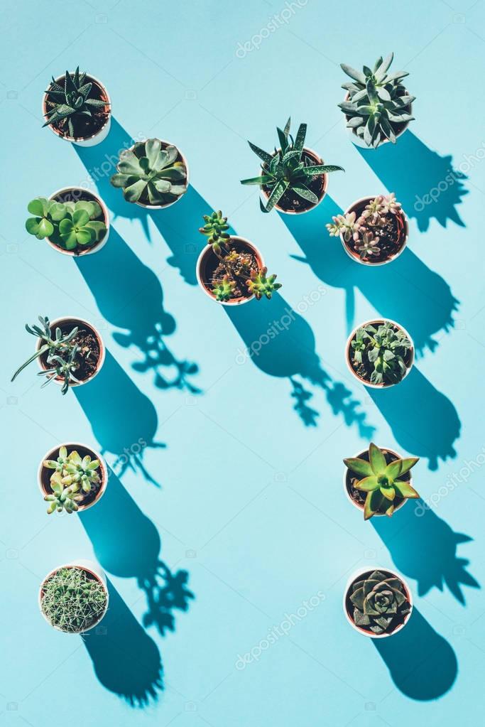 Top view of letter M made from green potted plants on blue