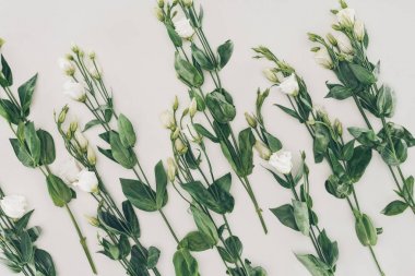 güzel çiçek beyaz eustoma çiçek yeşil yaprakları gri 